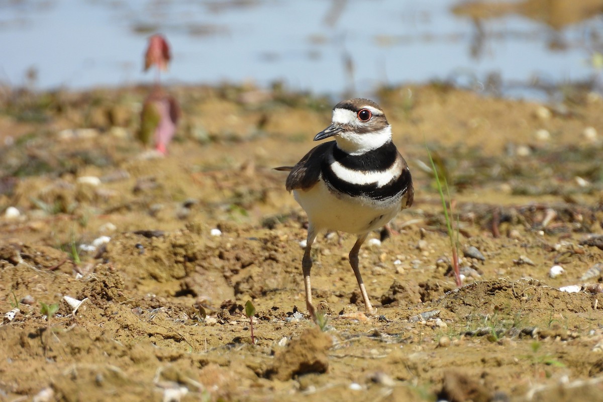Killdeer - ML657856472