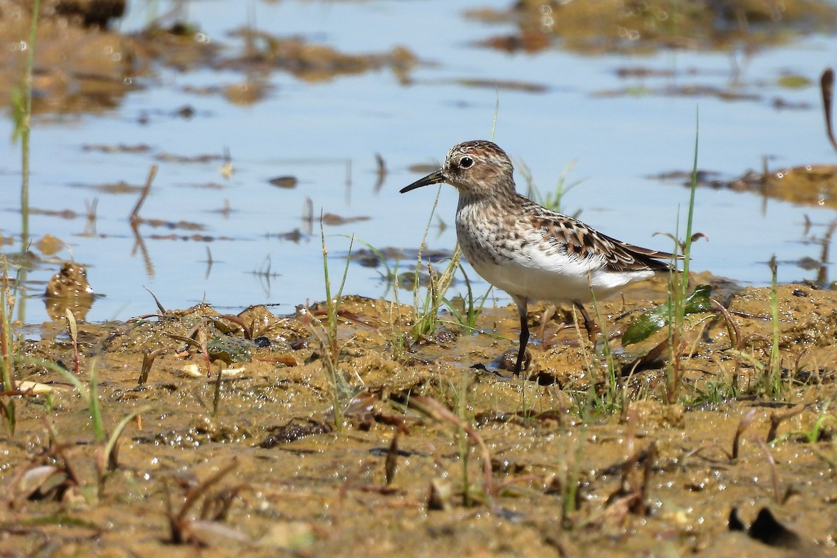 Least Sandpiper - ML657856585