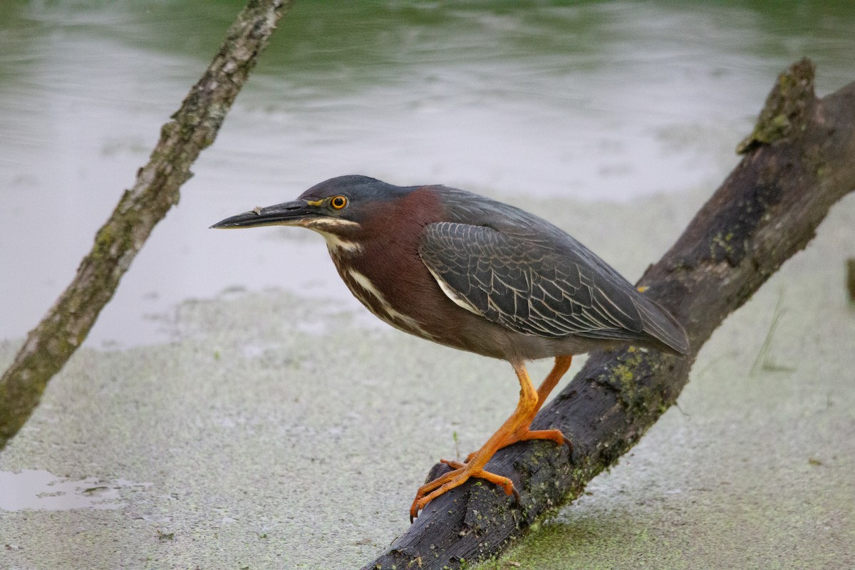 Green Heron - ML657856614