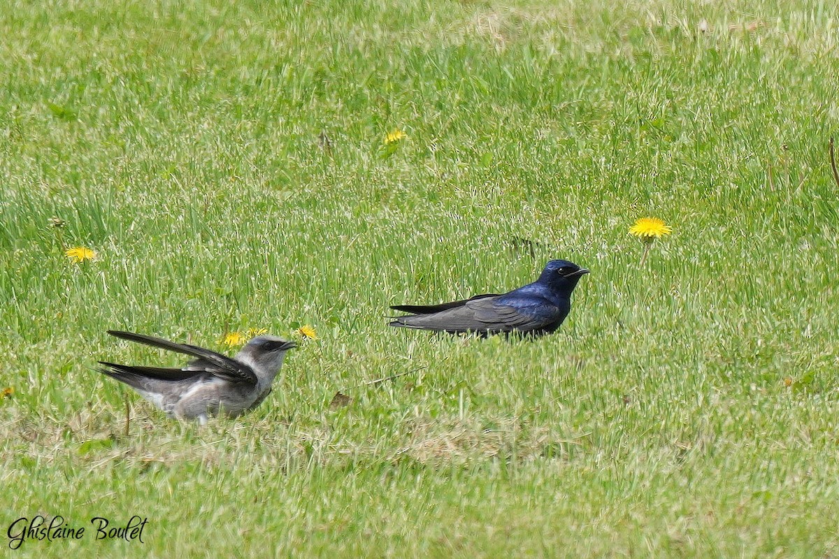 Purple Martin - ML657856619