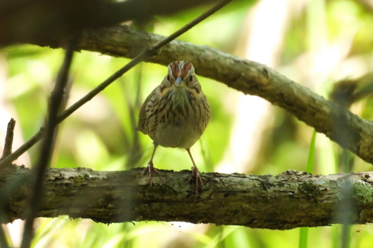 Lincoln's Sparrow - ML657856624