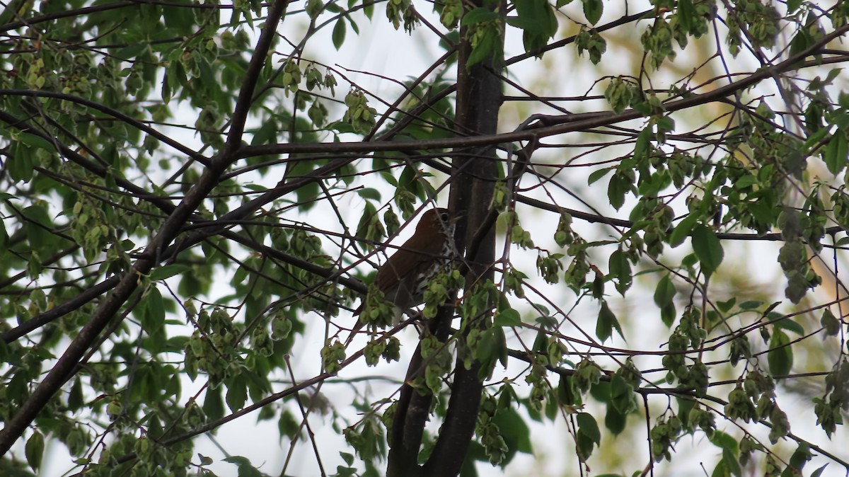 Wood Thrush - ML657856625