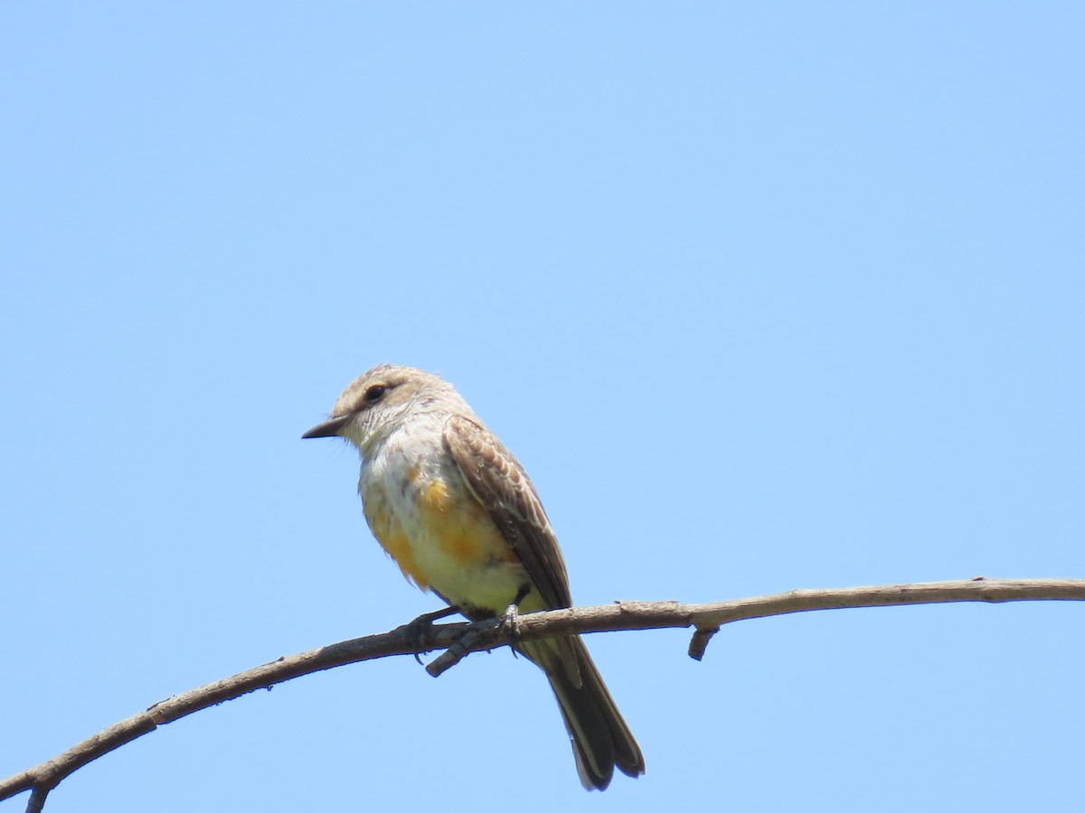 Vermilion Flycatcher - ML657856627