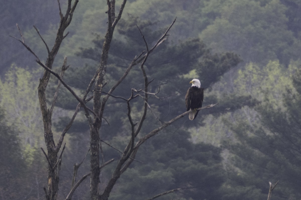 Bald Eagle - ML657856628