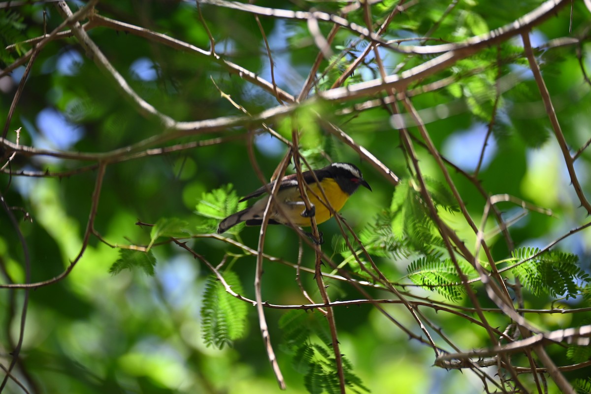 Bananaquit - ML657856635