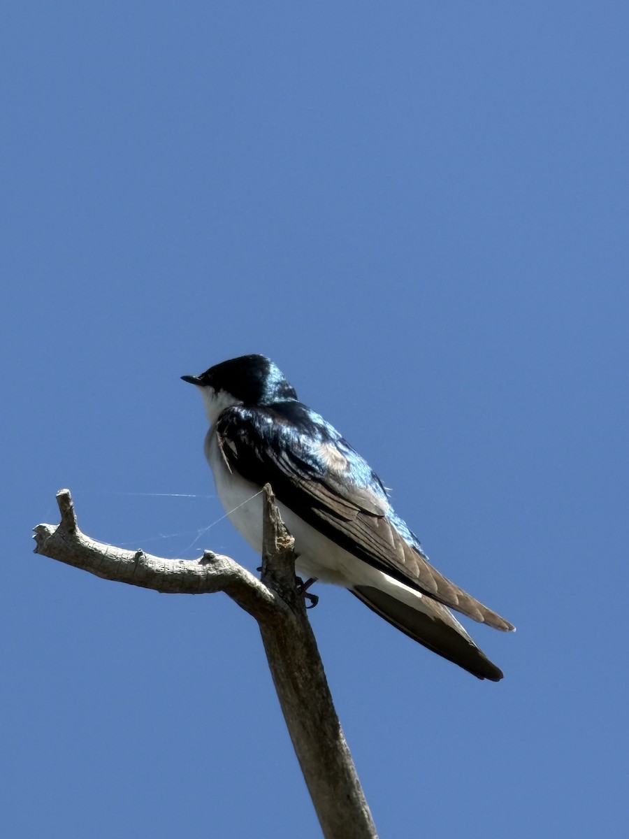 Tree Swallow - ML657856636