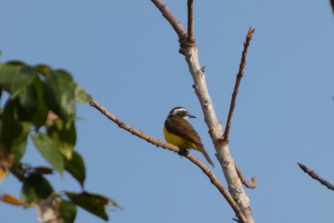 Lesser Kiskadee - ML657856640