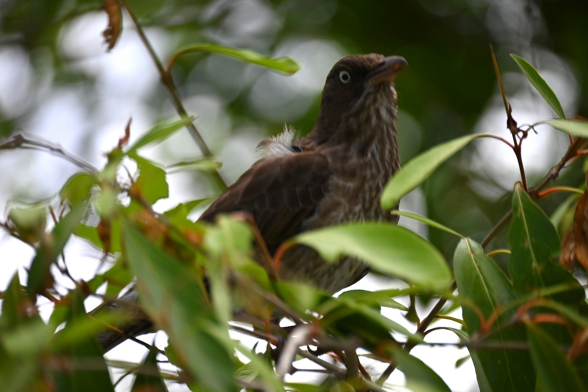 Pearly-eyed Thrasher - ML657856642
