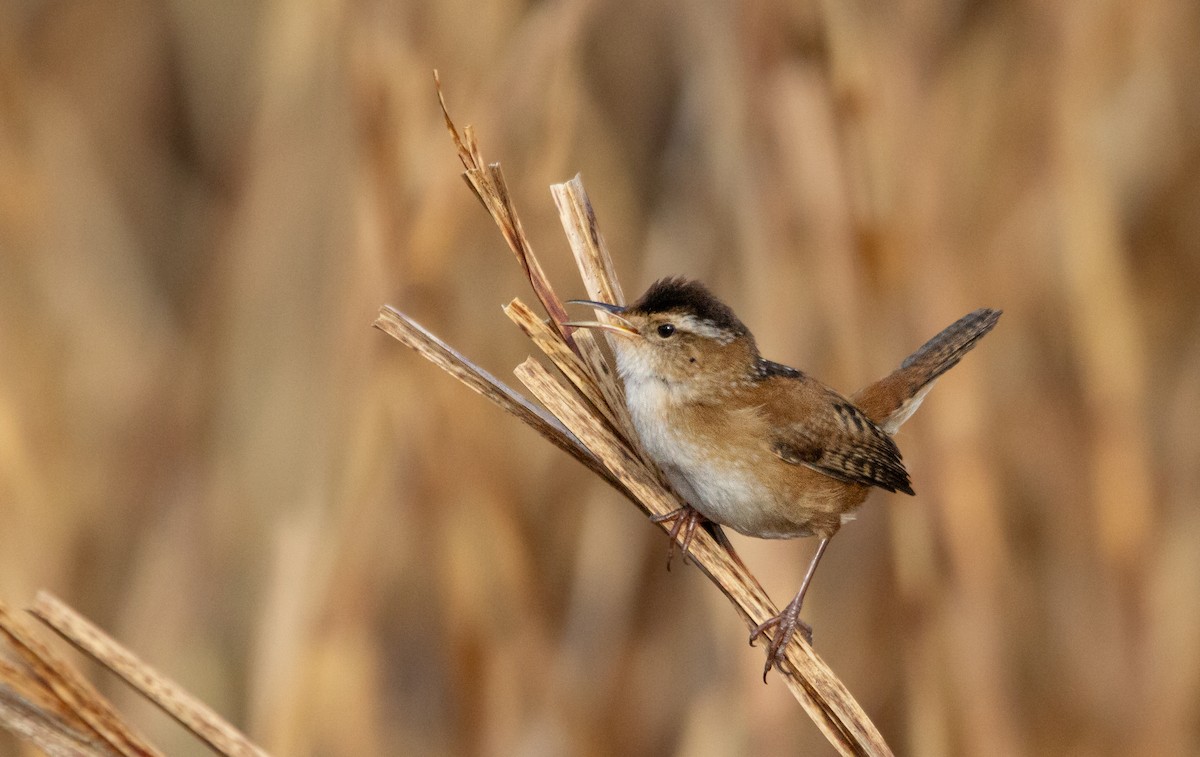 Marsh Wren - ML657856643
