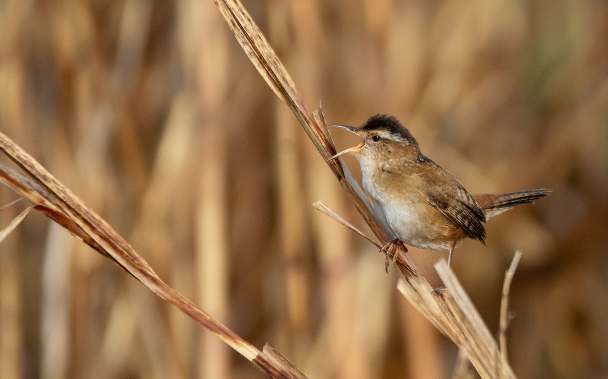 Marsh Wren - ML657856644