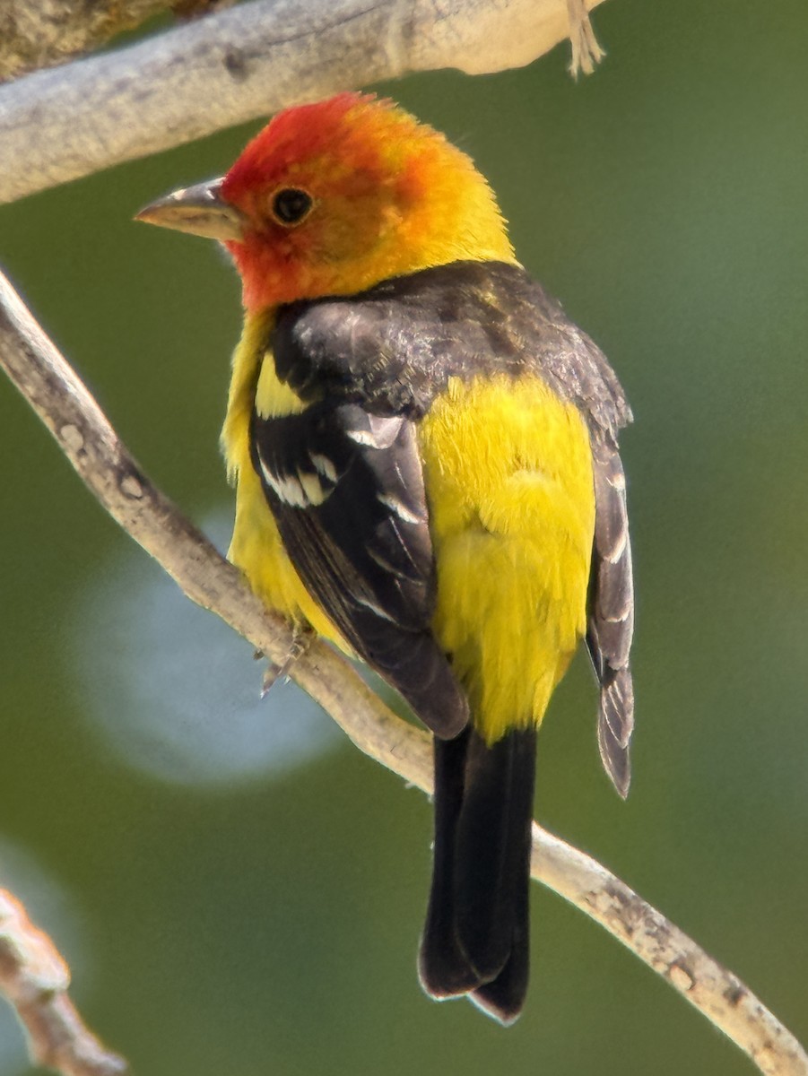 Western Tanager - ML657856649