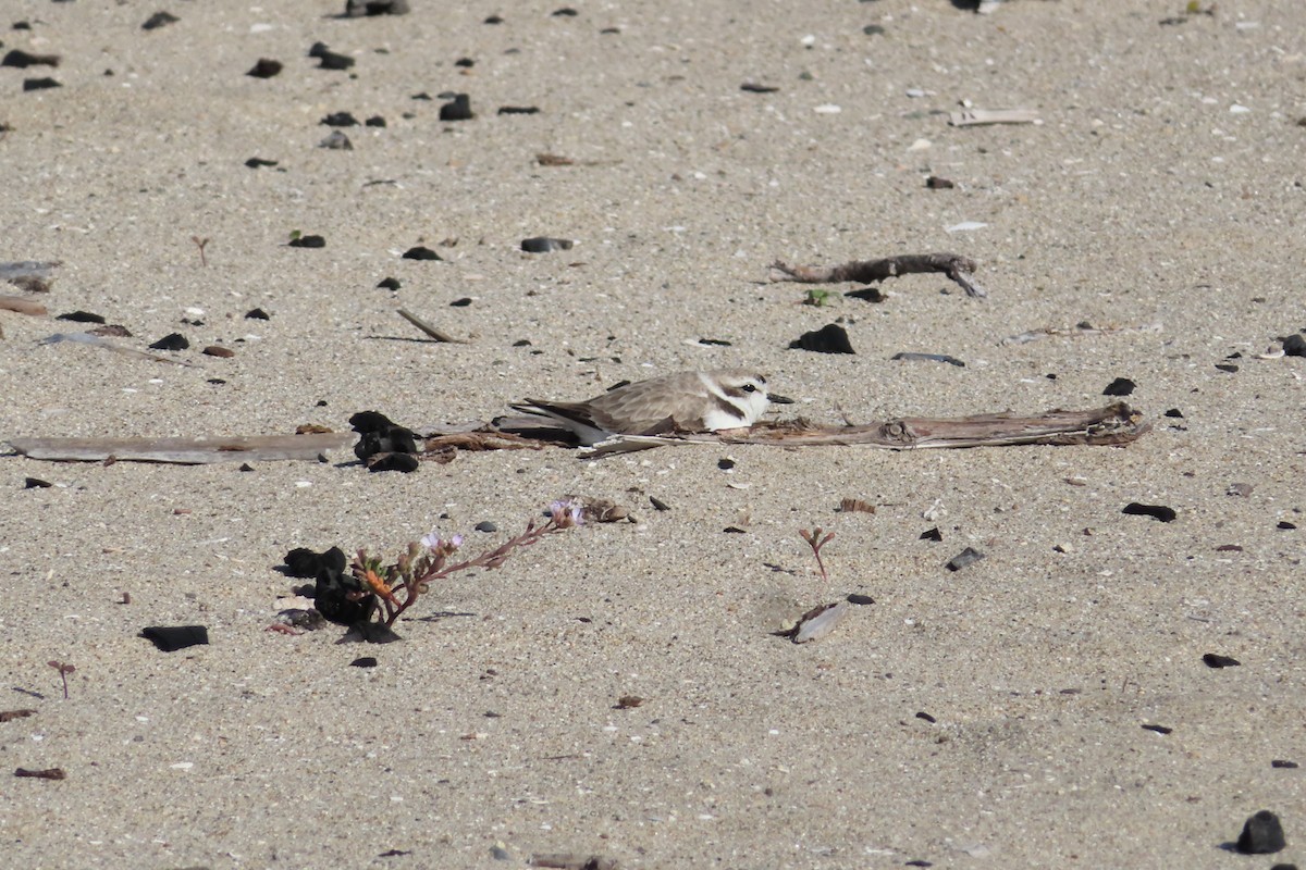 Snowy Plover - ML657856650