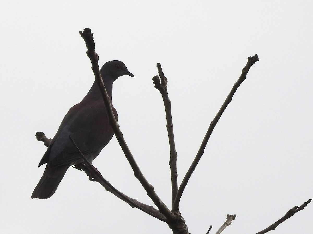 Pale-vented Pigeon - ML657856652