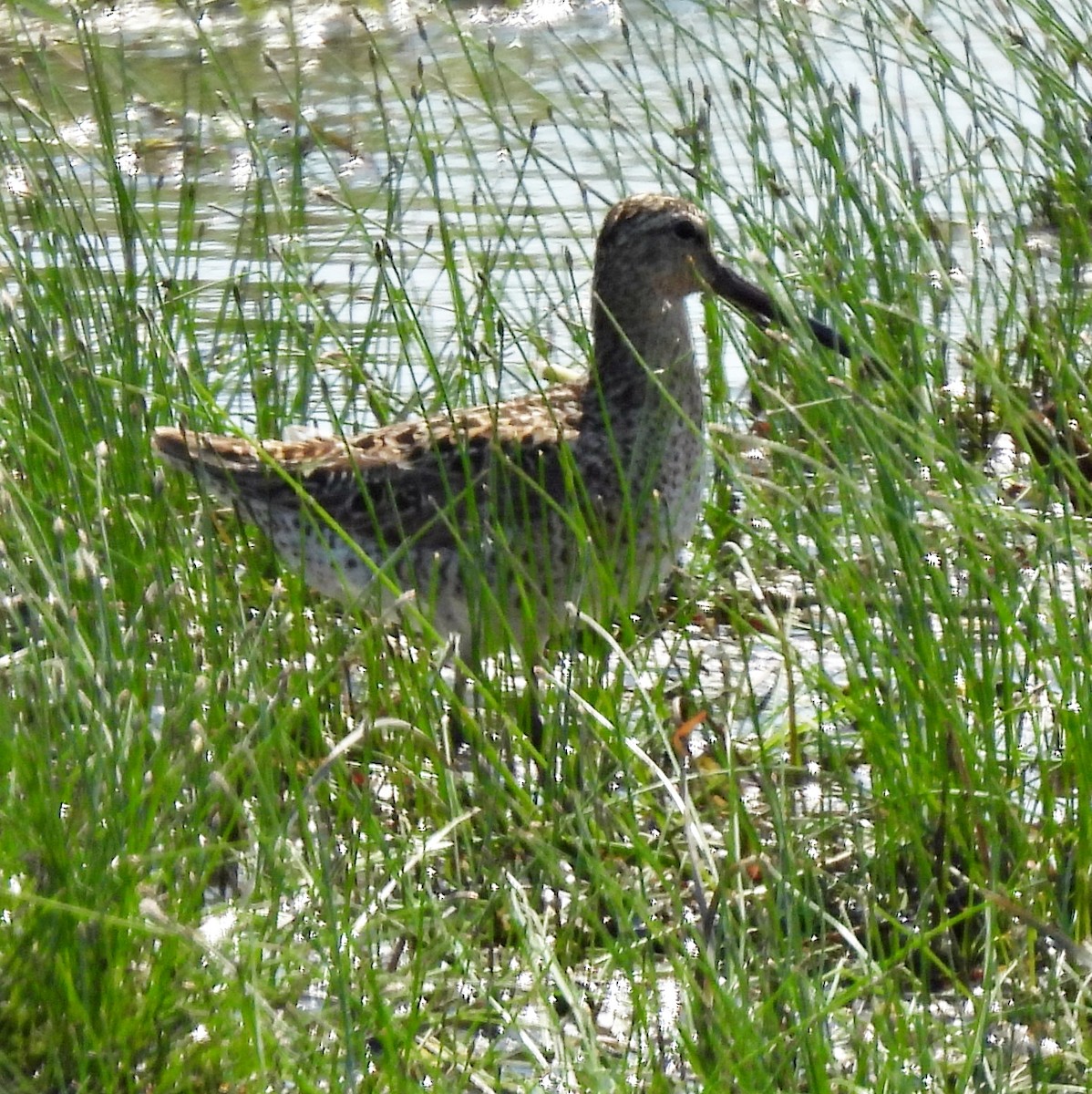 Short-billed Dowitcher - ML657856653
