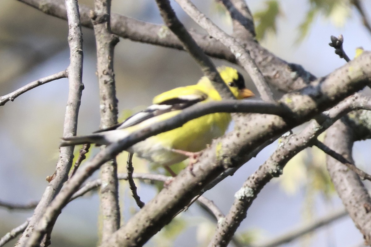 American Goldfinch - ML657856656
