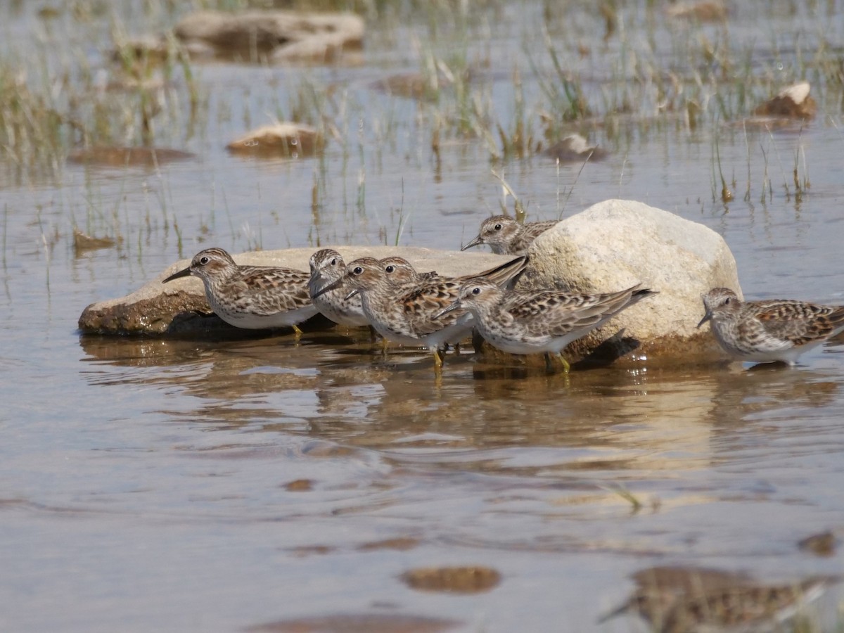 Least Sandpiper - ML657856657