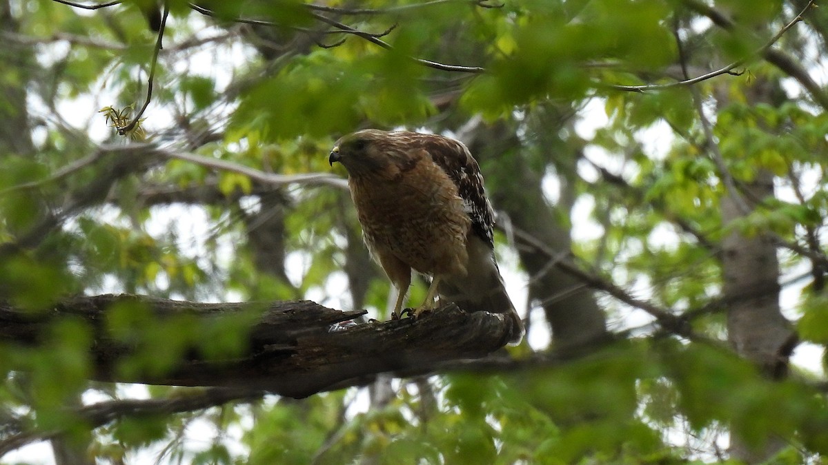 Red-shouldered Hawk - ML657856661