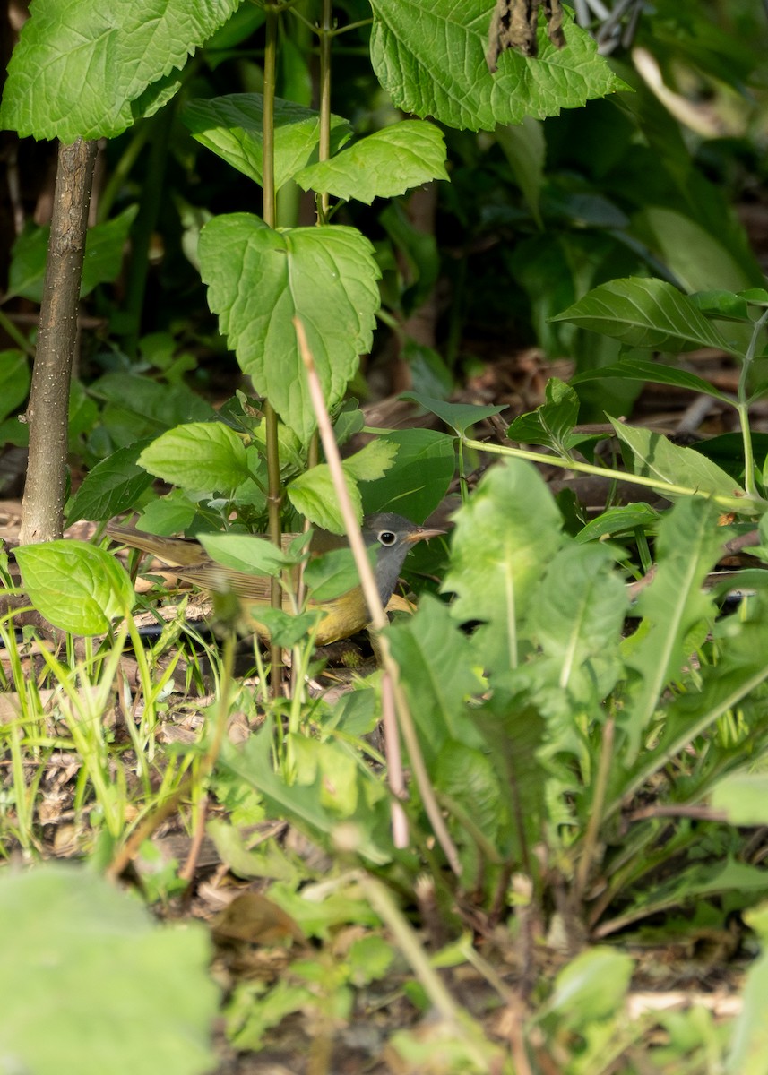 Connecticut Warbler - ML657856662