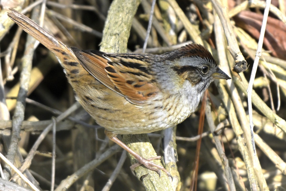 Swamp Sparrow - ML657856663