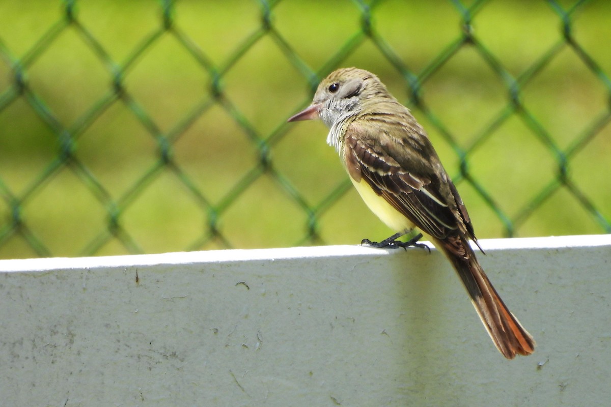 Great Crested Flycatcher - ML657856677