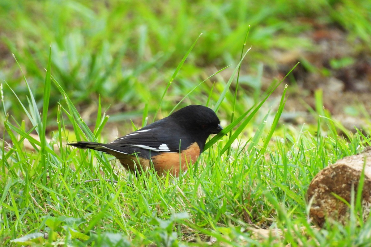 Eastern Towhee - ML657856752