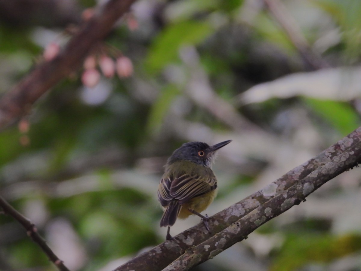 Spotted Tody-Flycatcher - ML657857233