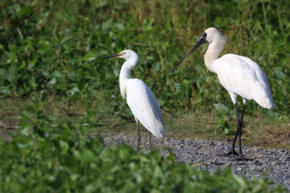 Little Egret - ML657857595