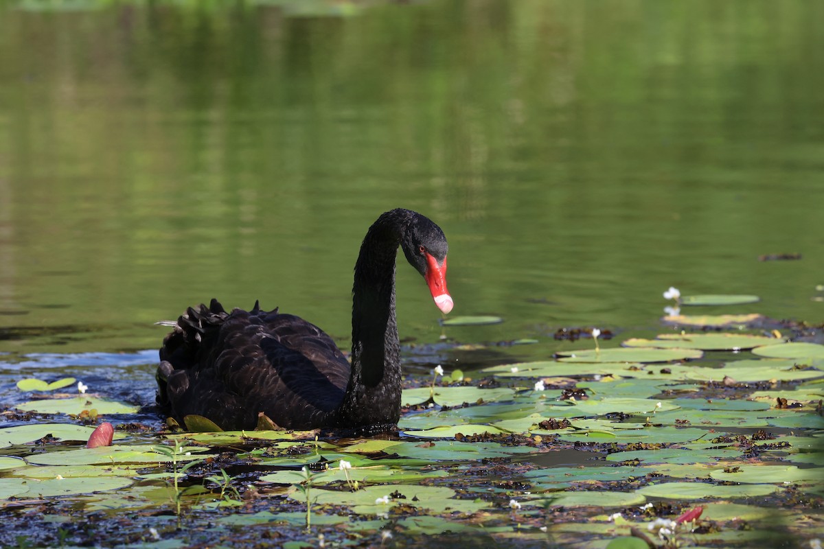 Black Swan - ML657857618
