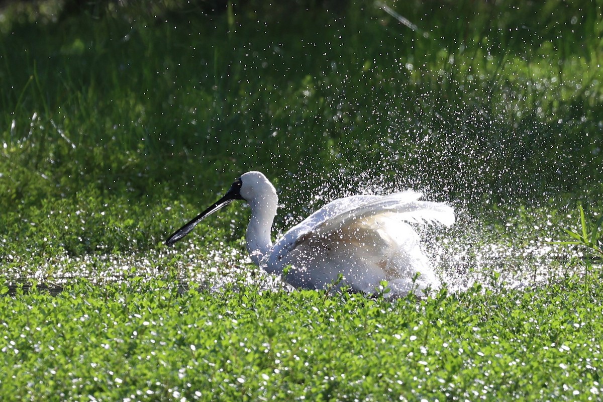 Royal Spoonbill - ML657857637