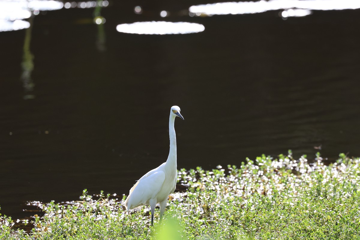 Plumed Egret - ML657857686
