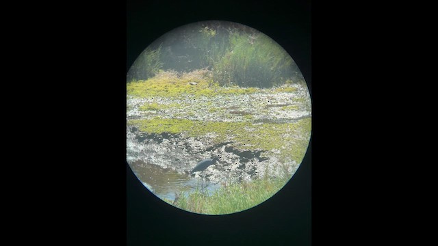 Little Blue Heron - ML657857745