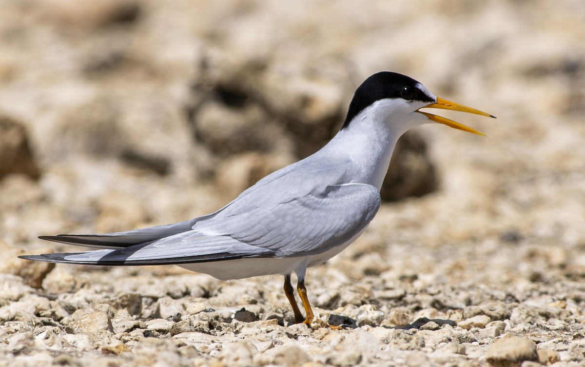 Least Tern - ML657857767
