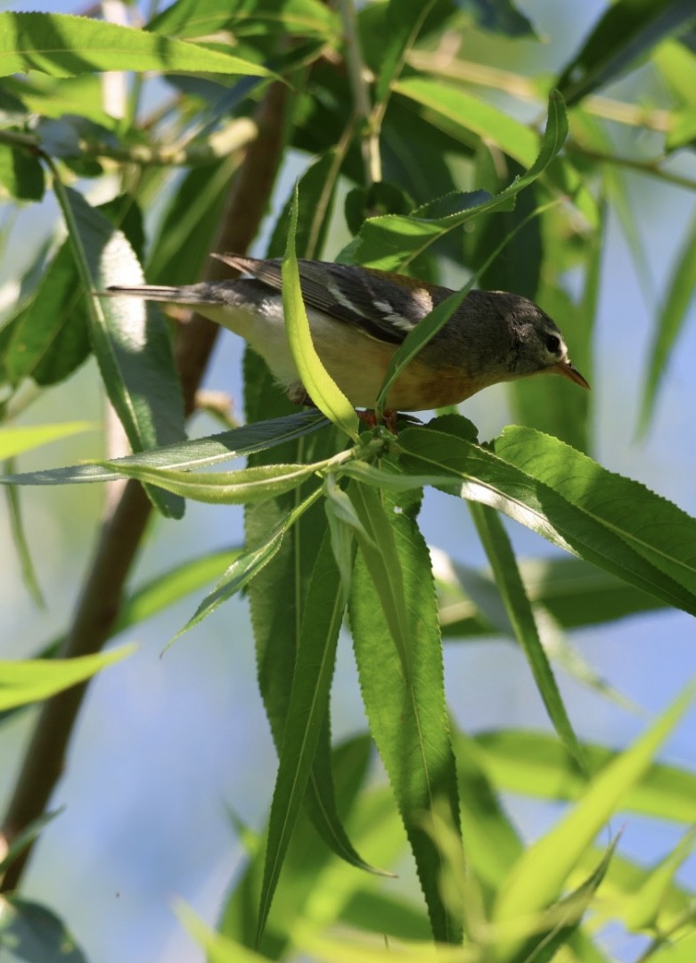 Meisenwaldsänger - ML657857830