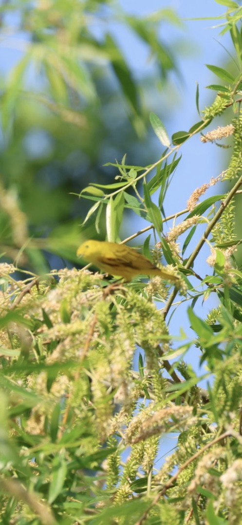 Goldwaldsänger - ML657857848