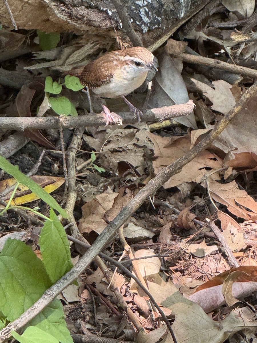 Carolinazaunkönig - ML657857905