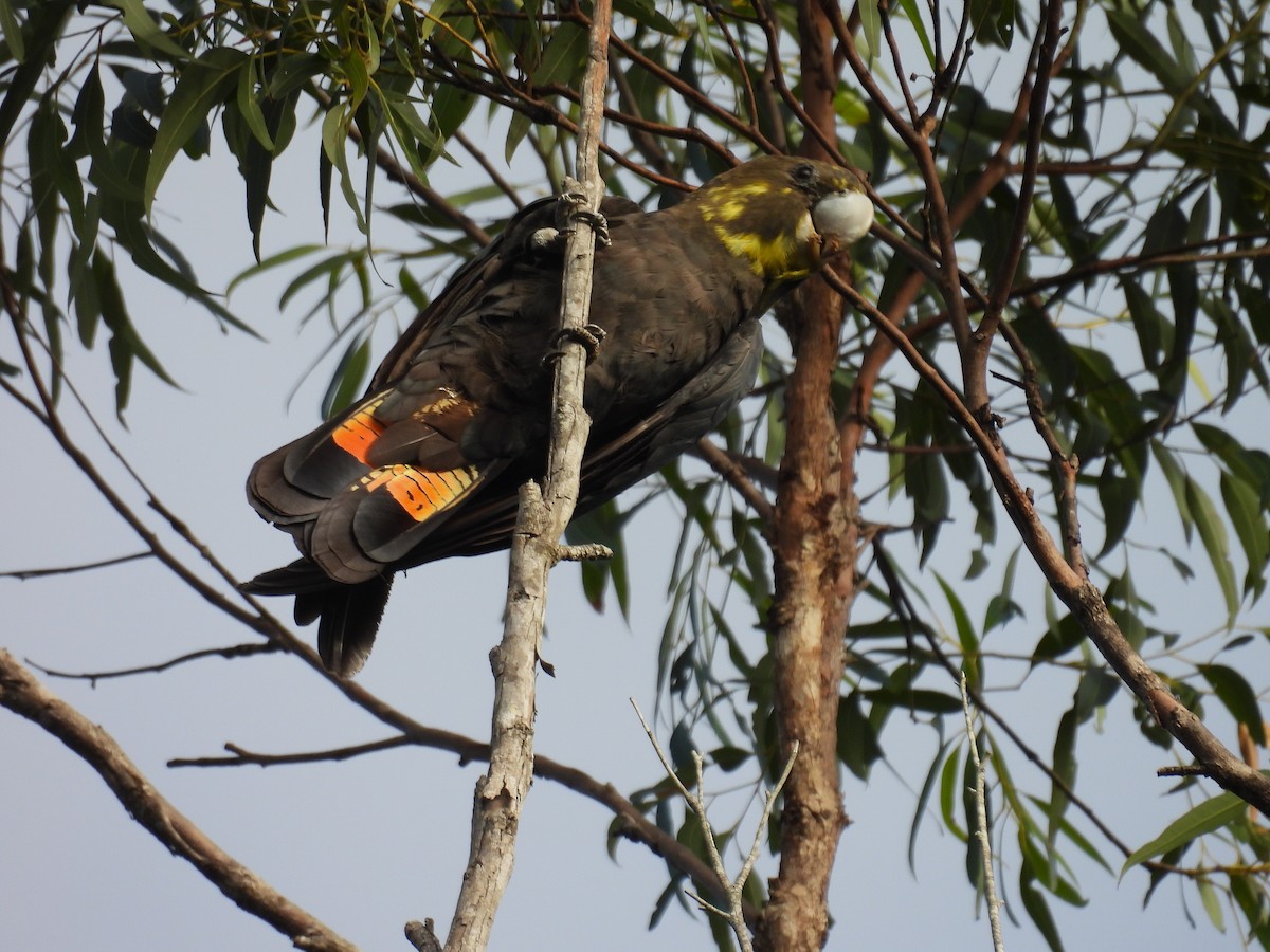 Glossy Black-Cockatoo - ML657858114