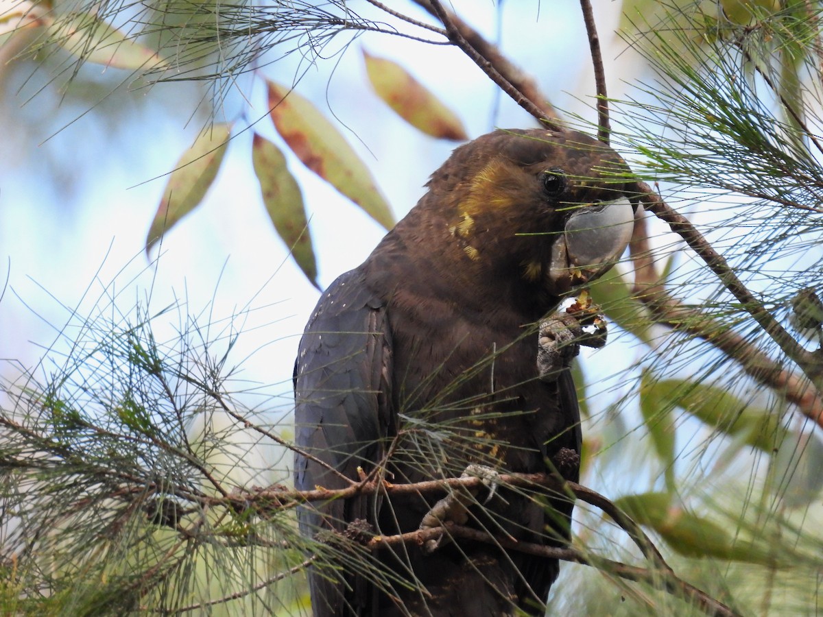 Glossy Black-Cockatoo - ML657858115