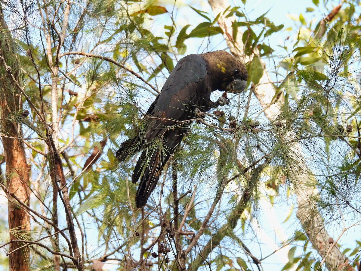 Glossy Black-Cockatoo - ML657858117