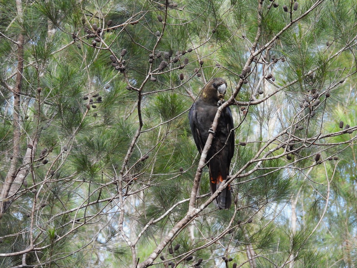 Glossy Black-Cockatoo - ML657858118