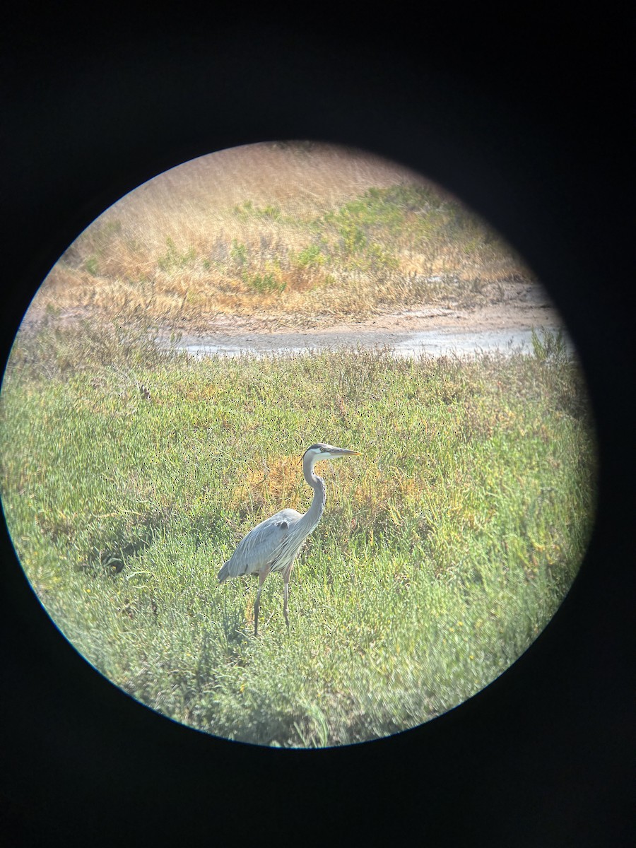 Great Blue Heron - ML657858165