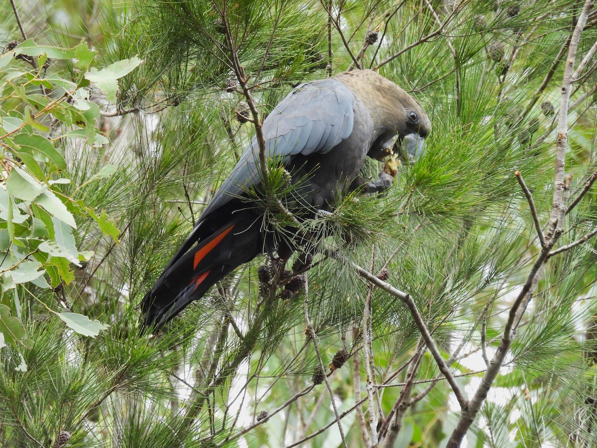 Glossy Black-Cockatoo - ML657858216