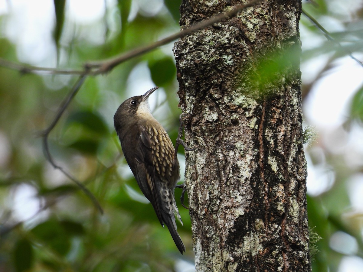 White-throated Treecreeper - ML657858231