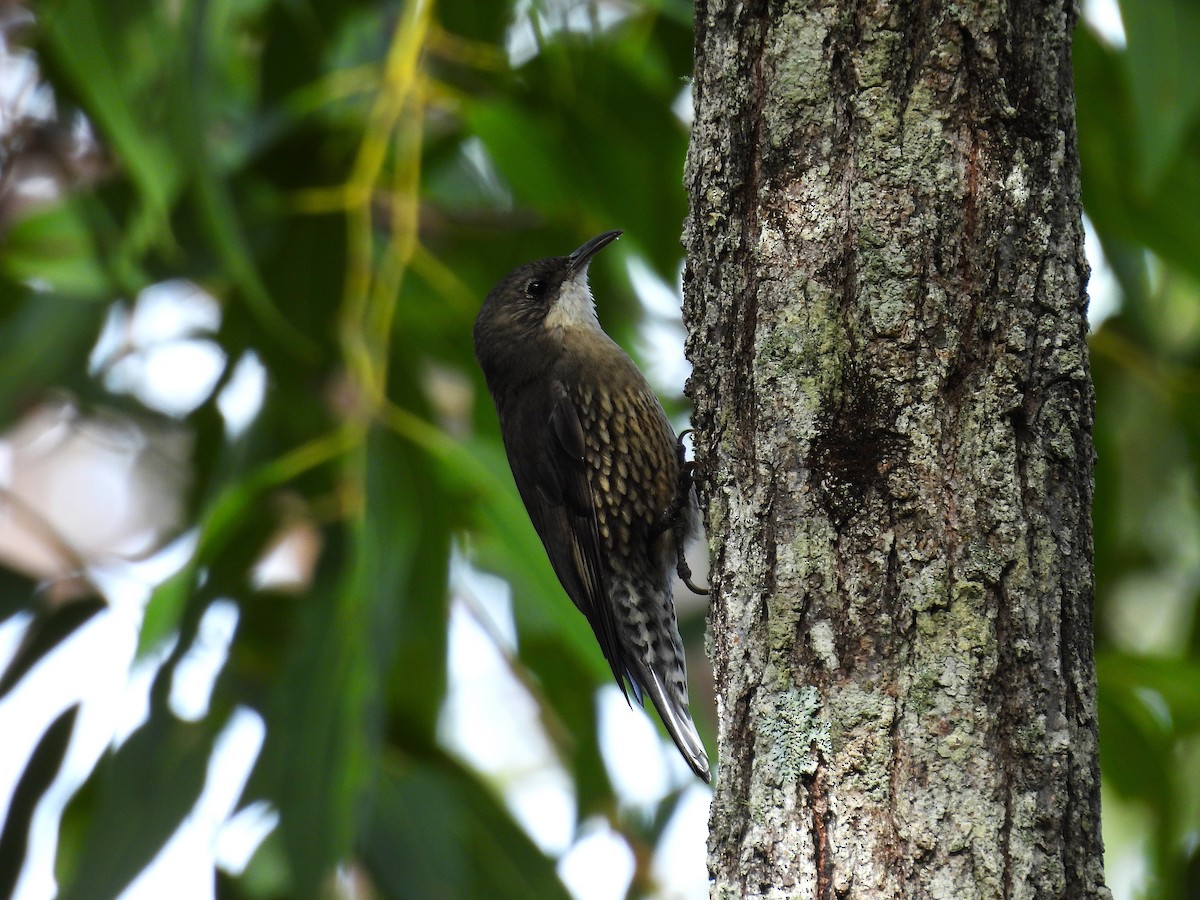 White-throated Treecreeper - ML657858232