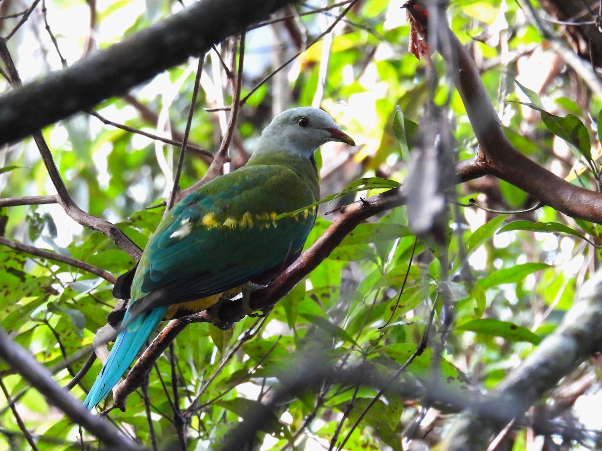 Wompoo Fruit-Dove - ML657858411