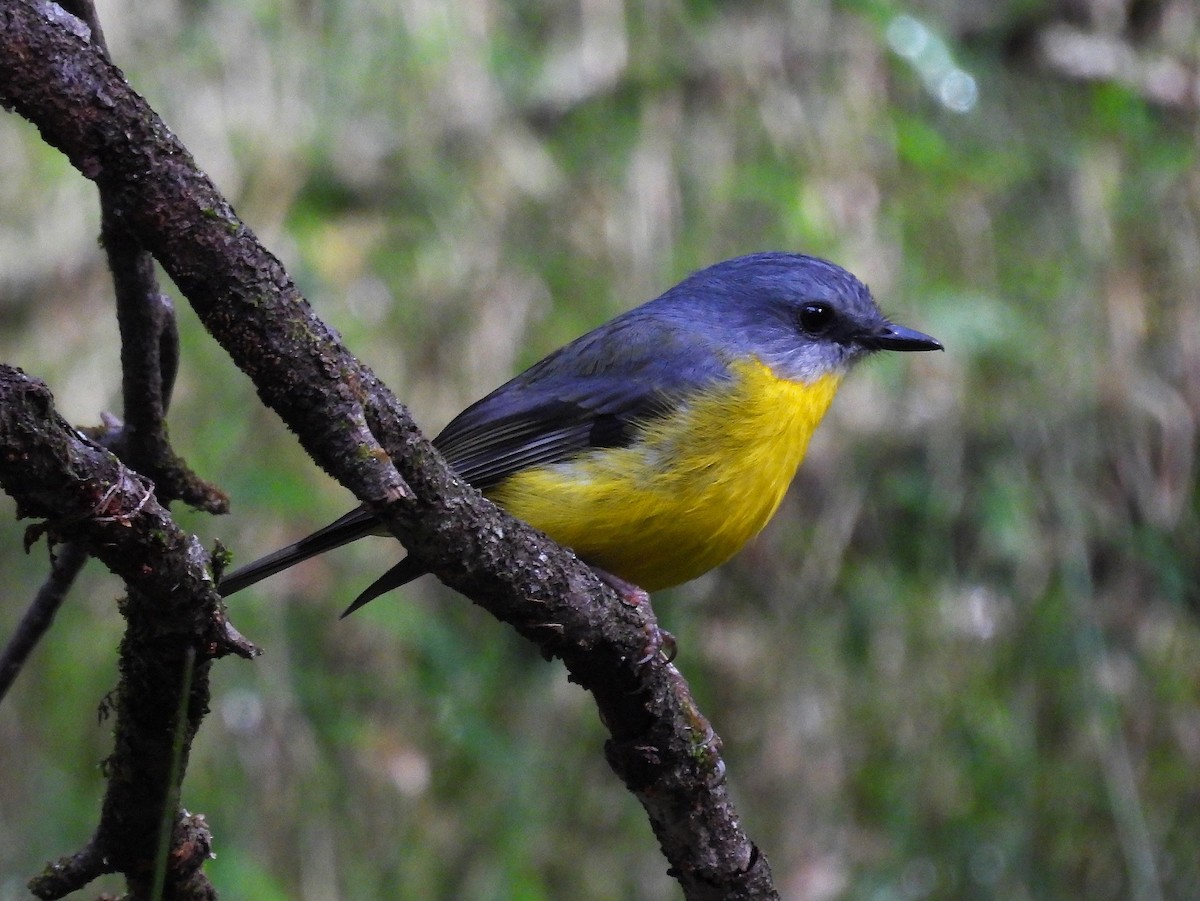 Eastern Yellow Robin - ML657858429