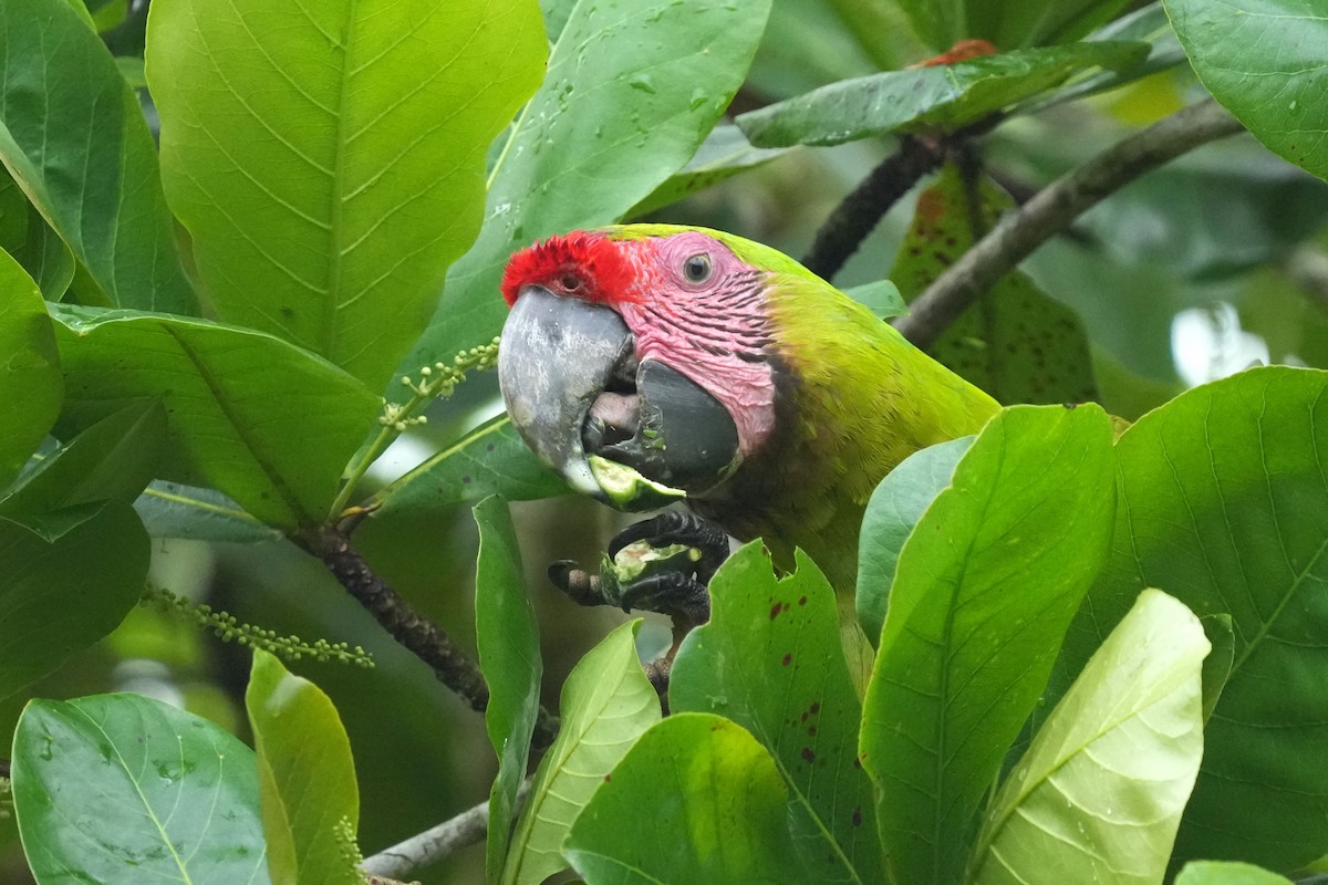 Great Green Macaw - ML657858460