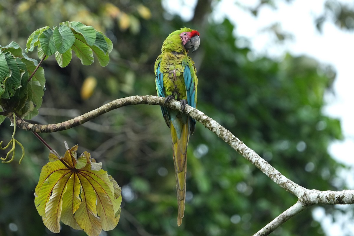Great Green Macaw - ML657858462