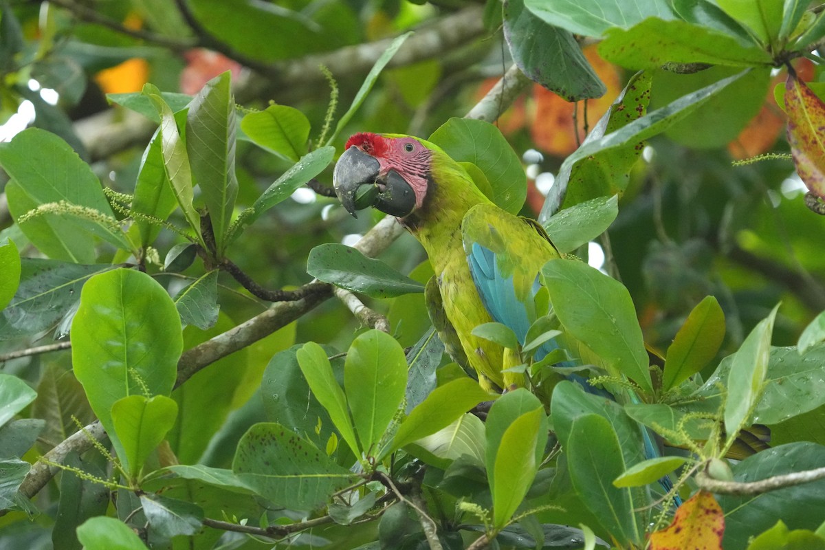 Great Green Macaw - ML657858464