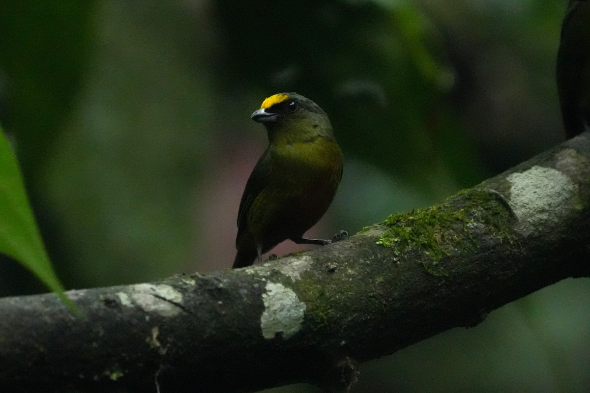 Olive-backed Euphonia - ML657858519
