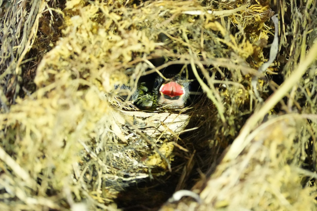 Olive-backed Euphonia - ML657858524